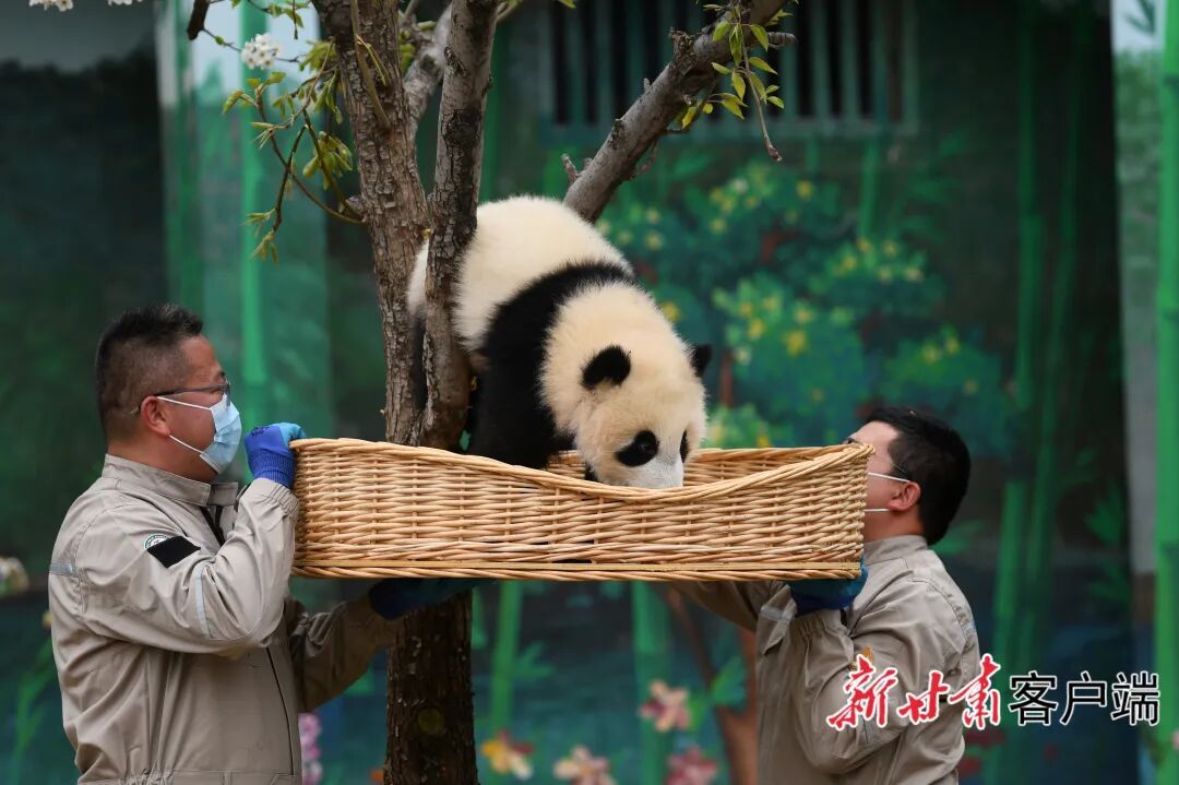 甘肃本土首只圈养大熊猫幼崽“曼兰崽”正式亮相