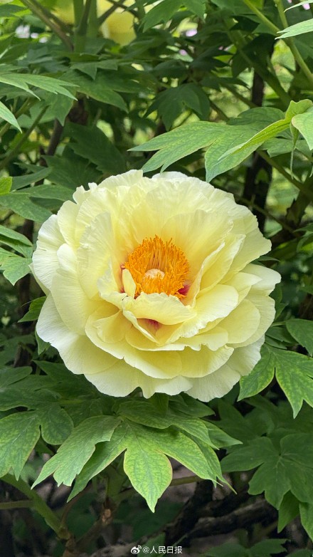 转给相亲相爱一家人！牡丹版花开富贵头像