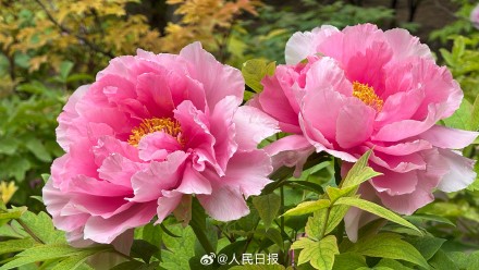 转给相亲相爱一家人！牡丹版花开富贵头像