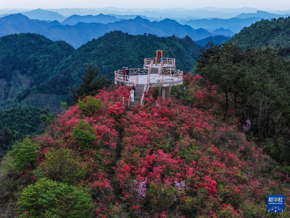 百亩高山杜鹃迎客来