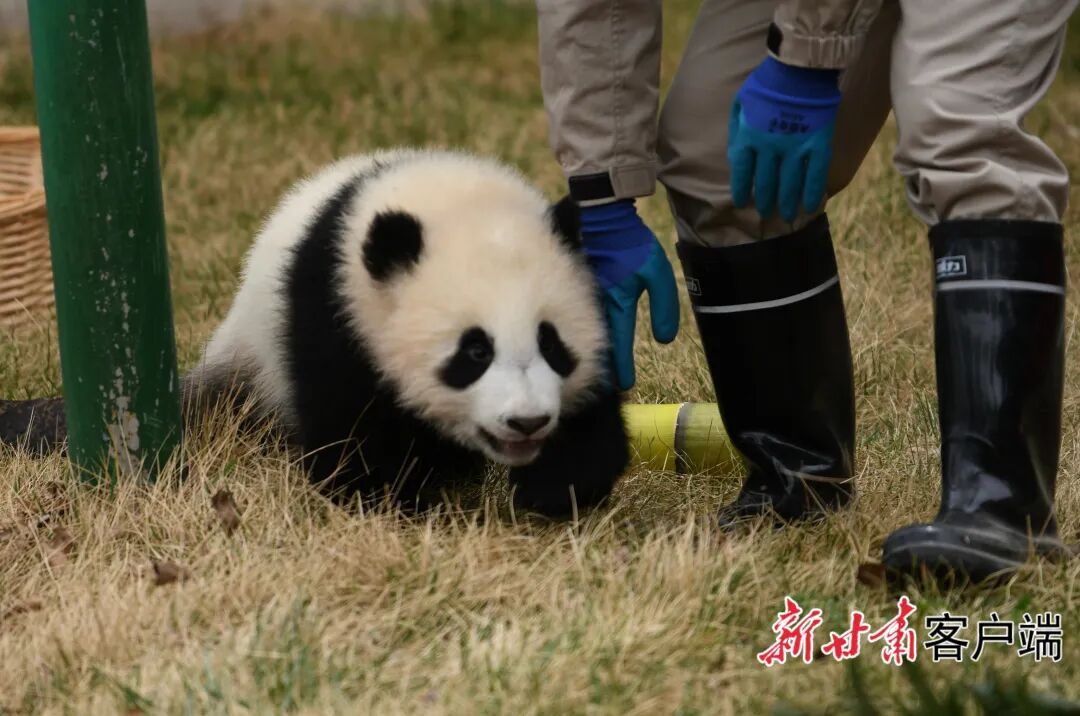 甘肃本土首只圈养大熊猫幼崽“曼兰崽”正式亮相