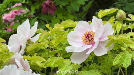 转给相亲相爱一家人！牡丹版花开富贵头像