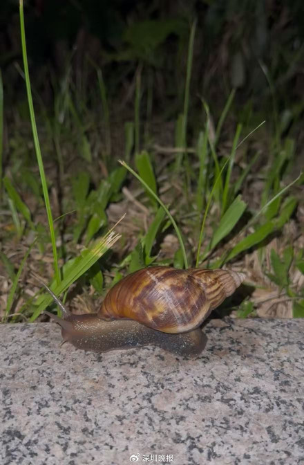 女童接触非洲大蜗牛引发严重脑炎