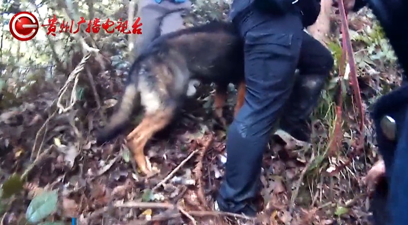 贵州八旬老人上山采药，被卡树枝失联一夜，最后：汪汪队立大功
