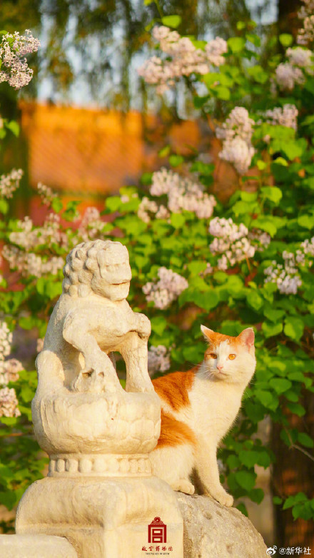 治愈！故宫可爱猫猫壁纸上新