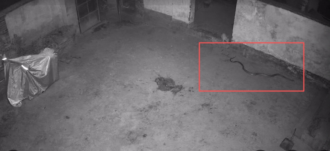 女子亲眼看见一团黑影闯进卧室，查看监控后立马报警求救！