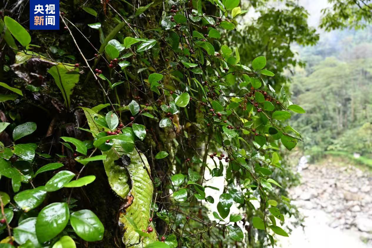 云南首次分布记录！高黎贡山独龙江区域发现墨脱榕