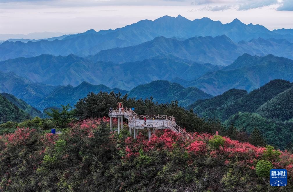 百亩高山杜鹃迎客来