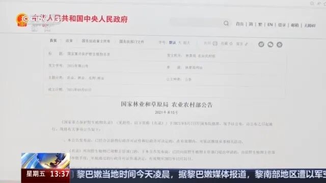 这种草别乱挖，可判刑3年！1人在山上挖了4株，被刑事立案