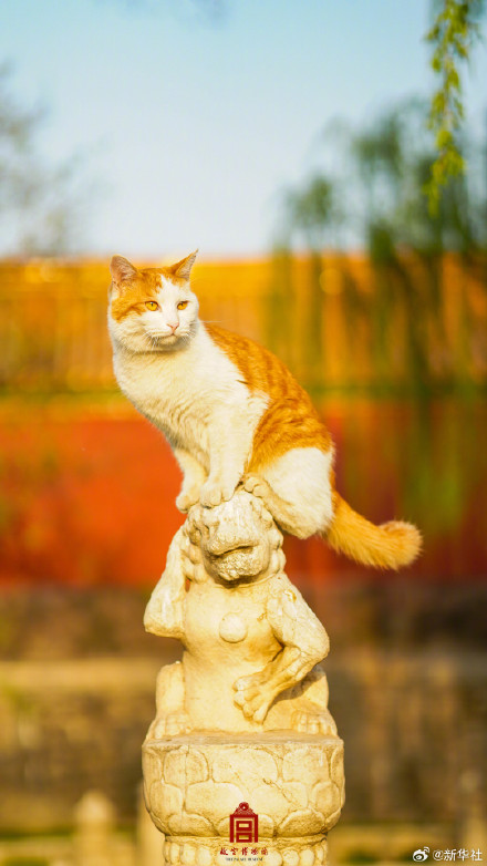 治愈！故宫可爱猫猫壁纸上新