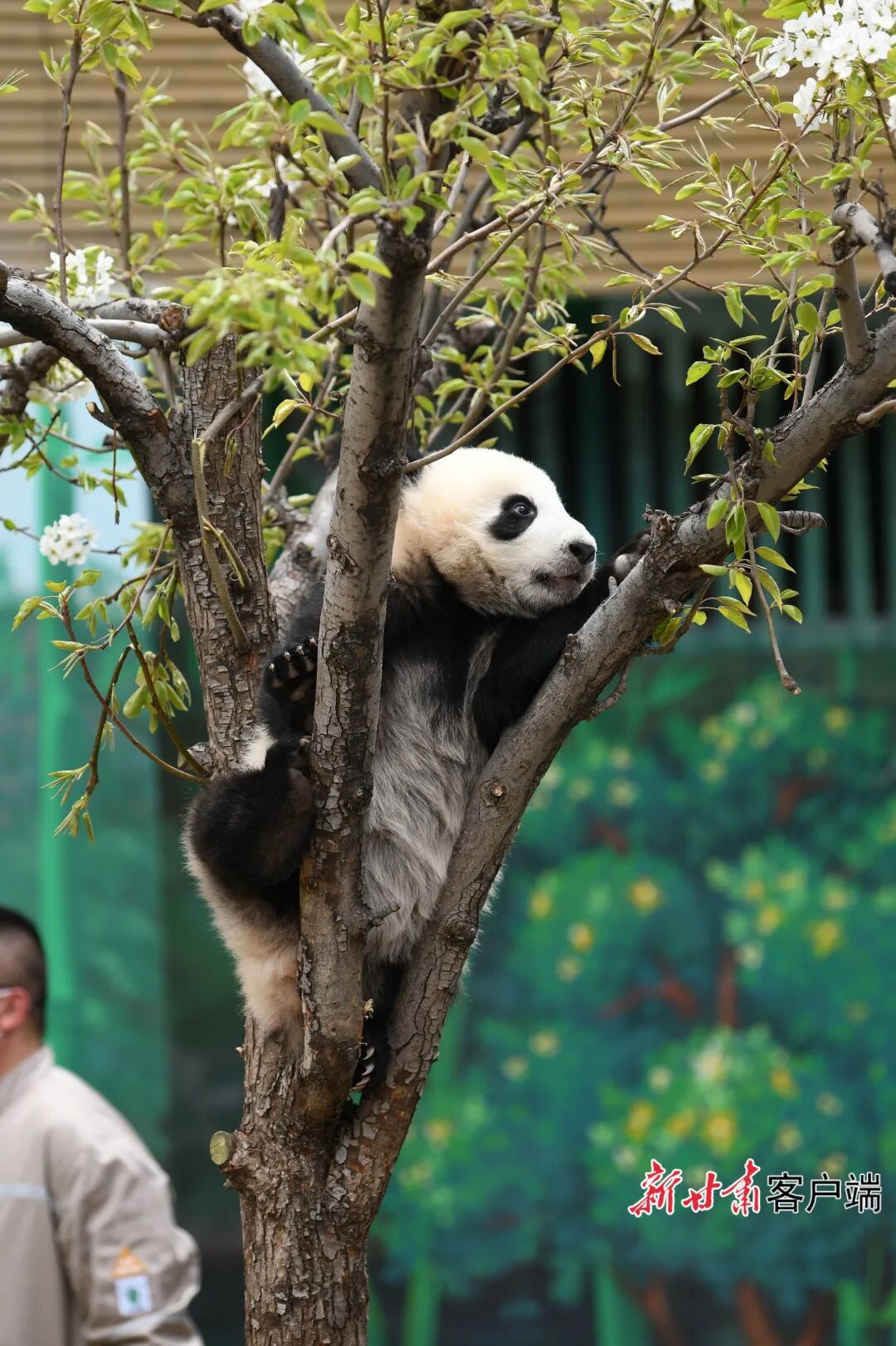 甘肃本土首只圈养大熊猫幼崽“曼兰崽”正式亮相