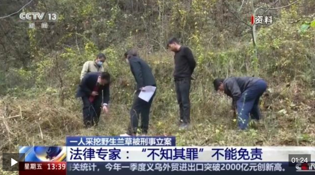这种草别乱挖，可判刑3年！1人在山上挖了4株，被刑事立案
