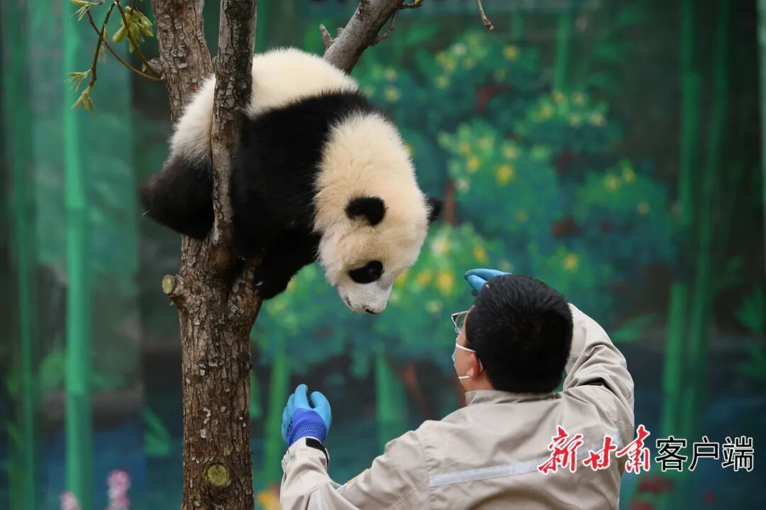 甘肃本土首只圈养大熊猫幼崽“曼兰崽”正式亮相