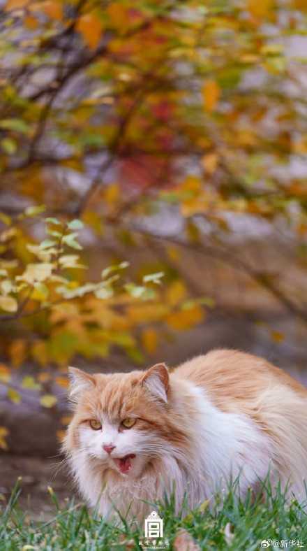 治愈！故宫可爱猫猫壁纸上新