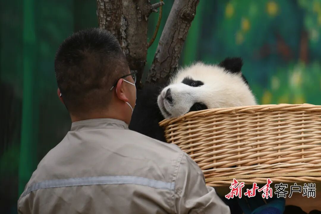 甘肃本土首只圈养大熊猫幼崽“曼兰崽”正式亮相