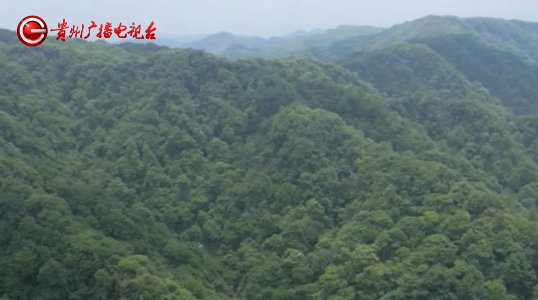 贵州八旬老人上山采药，被卡树枝失联一夜，最后：汪汪队立大功