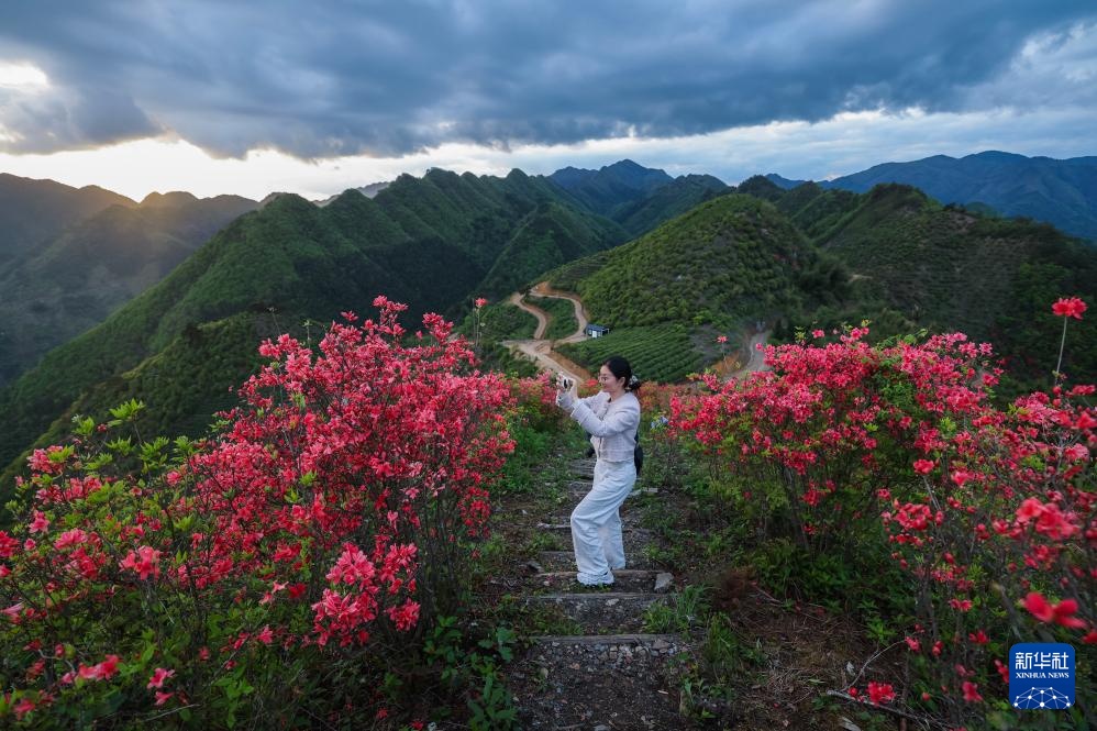 百亩高山杜鹃迎客来