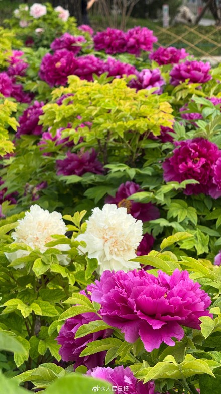 转给相亲相爱一家人！牡丹版花开富贵头像