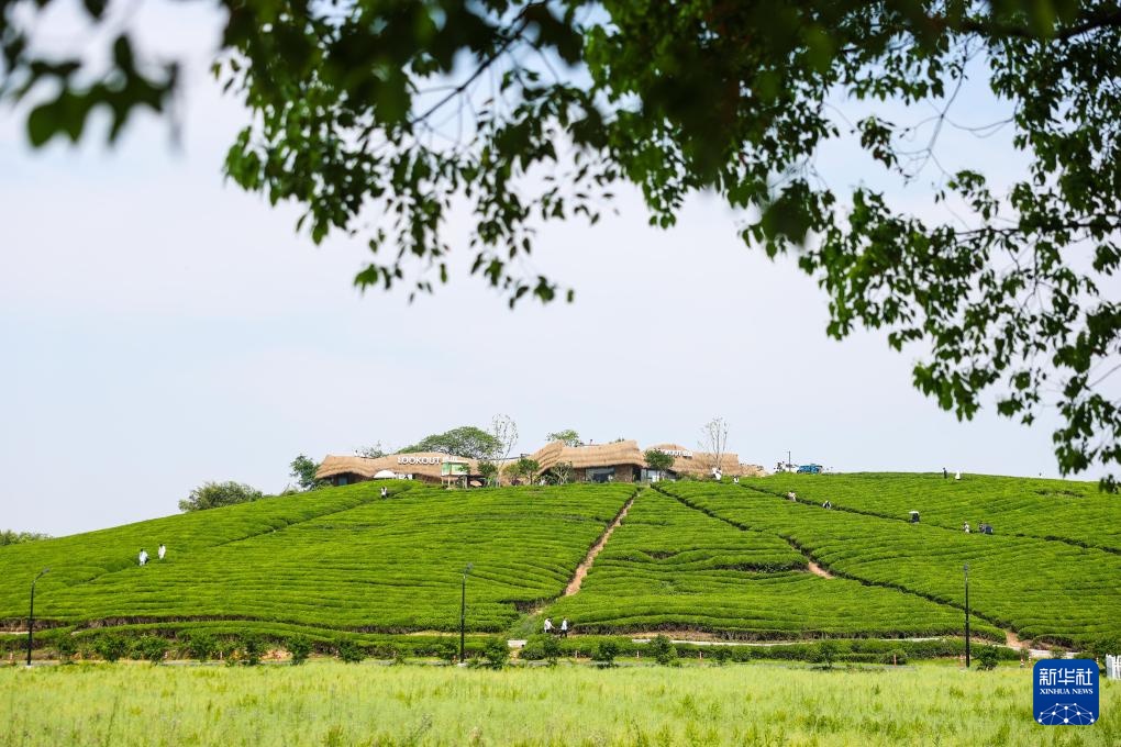 经济大省调研行丨浙江杭州：乡村里火热的“春日经济”