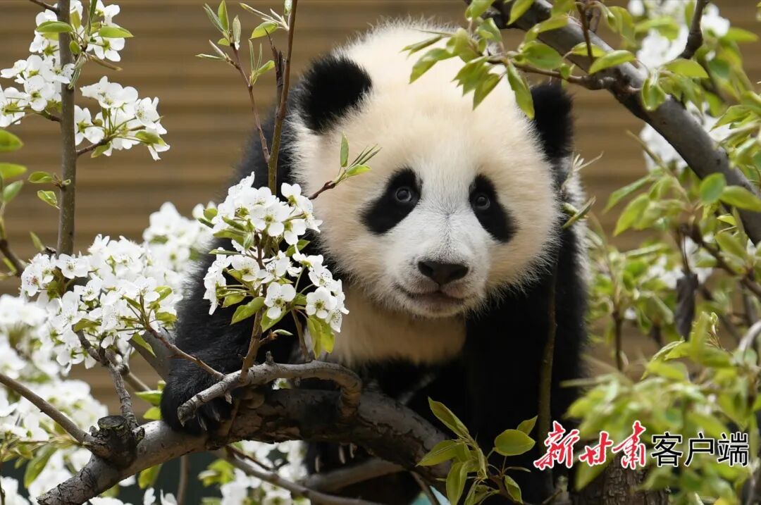 甘肃本土首只圈养大熊猫幼崽“曼兰崽”正式亮相