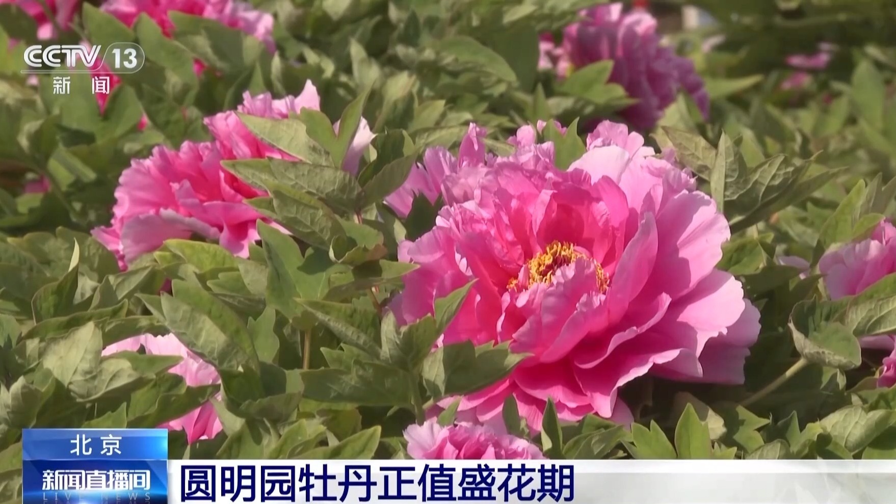 圆明园含经堂改造开放 新增透视展示牌还原古建格局