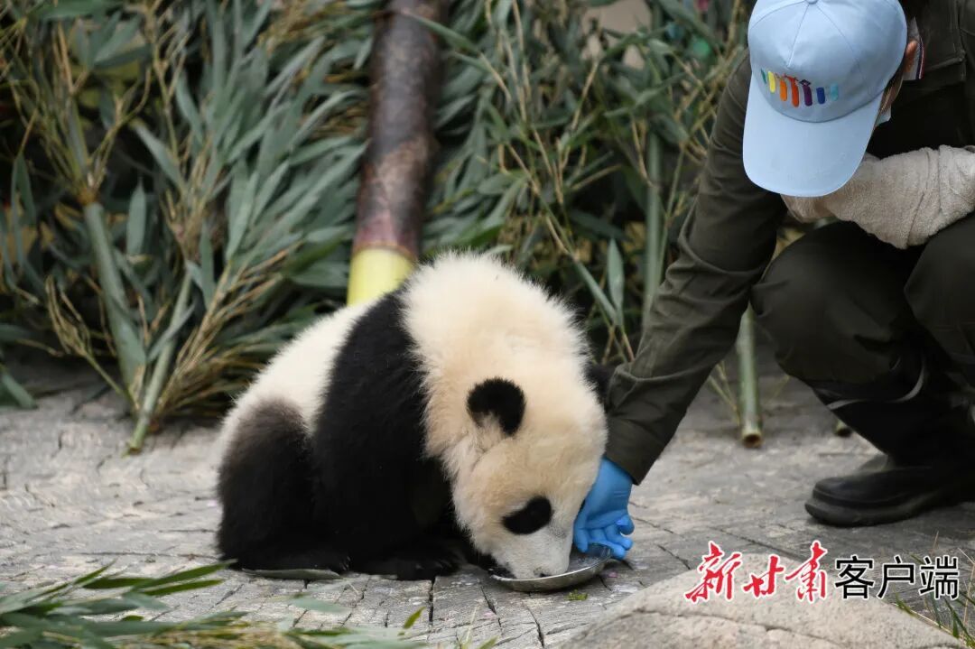 甘肃本土首只圈养大熊猫幼崽“曼兰崽”正式亮相