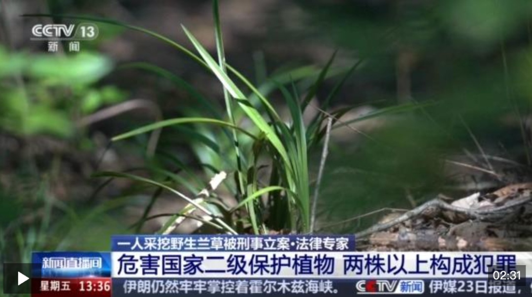 这种草别乱挖，可判刑3年！1人在山上挖了4株，被刑事立案