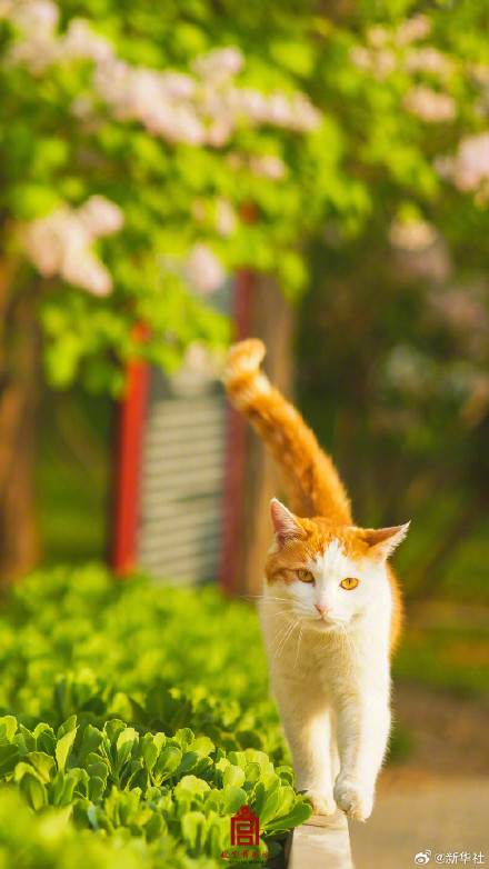 治愈！故宫可爱猫猫壁纸上新
