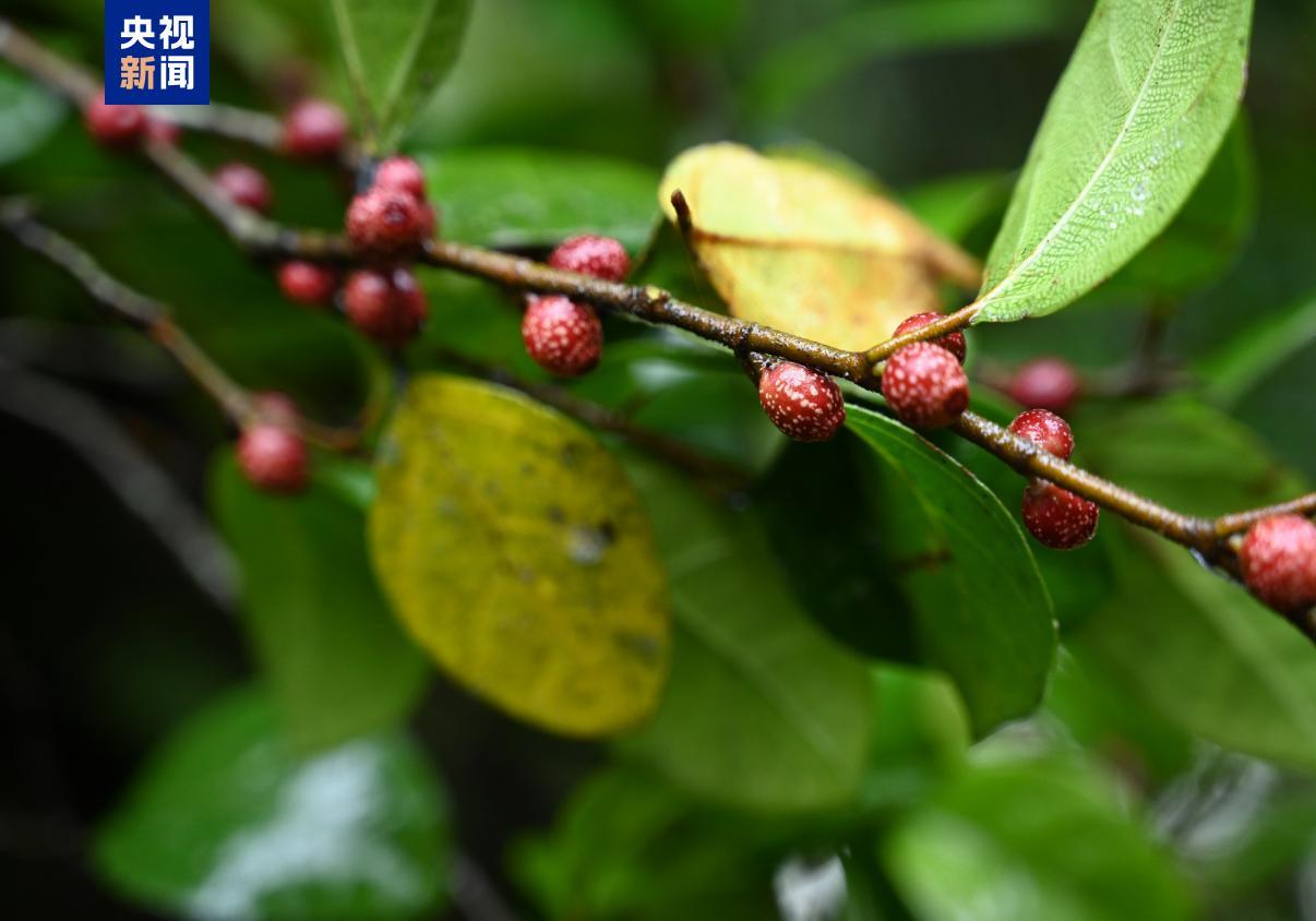 云南首次分布记录！高黎贡山独龙江区域发现墨脱榕