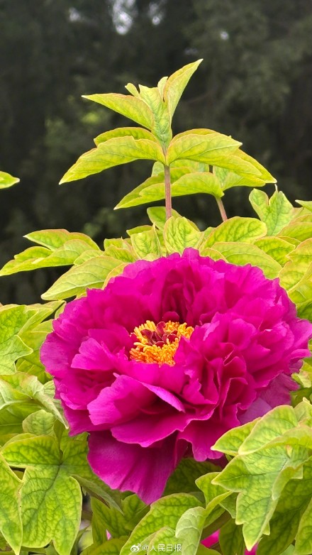 转给相亲相爱一家人！牡丹版花开富贵头像