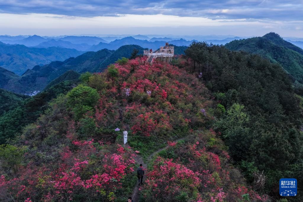 百亩高山杜鹃迎客来