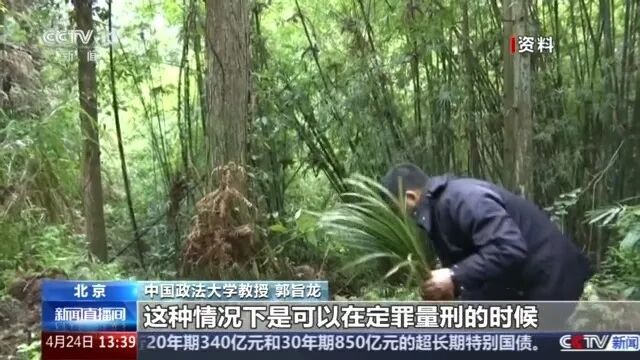 这种草别乱挖，可判刑3年！1人在山上挖了4株，被刑事立案