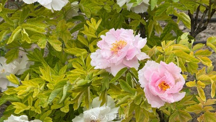 转给相亲相爱一家人！牡丹版花开富贵头像