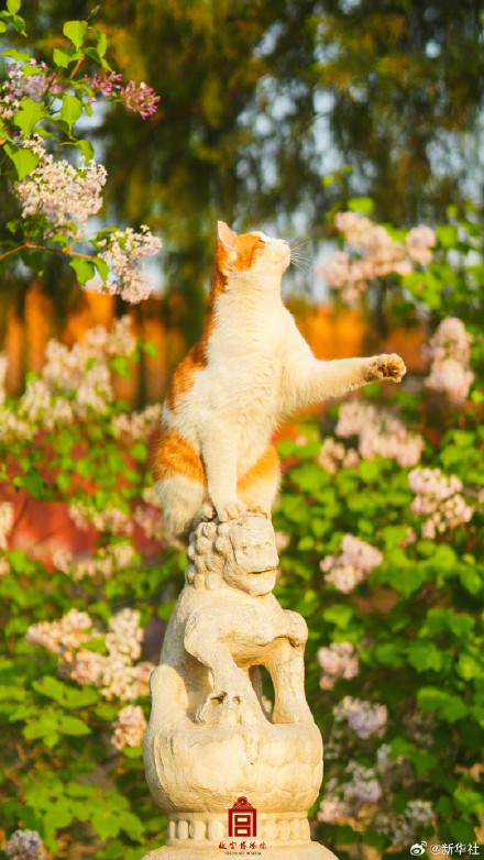 治愈！故宫可爱猫猫壁纸上新