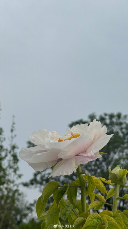 转给相亲相爱一家人！牡丹版花开富贵头像