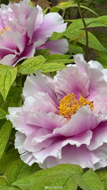 转给相亲相爱一家人！牡丹版花开富贵头像