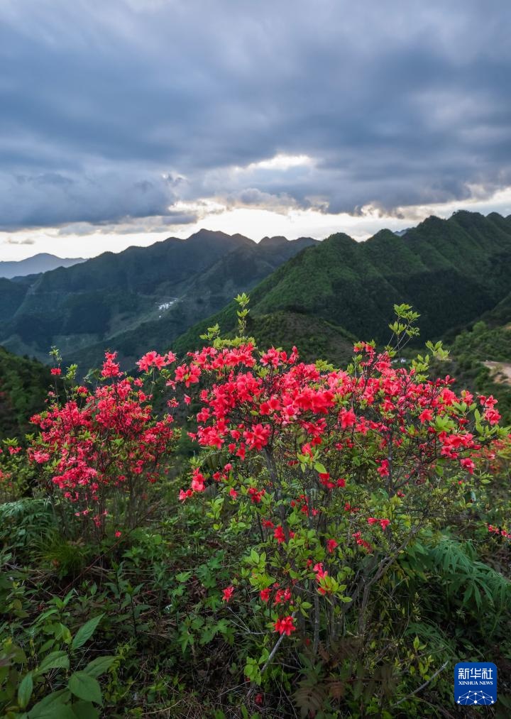 百亩高山杜鹃迎客来