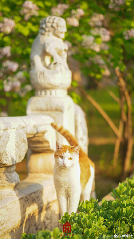 治愈！故宫可爱猫猫壁纸上新