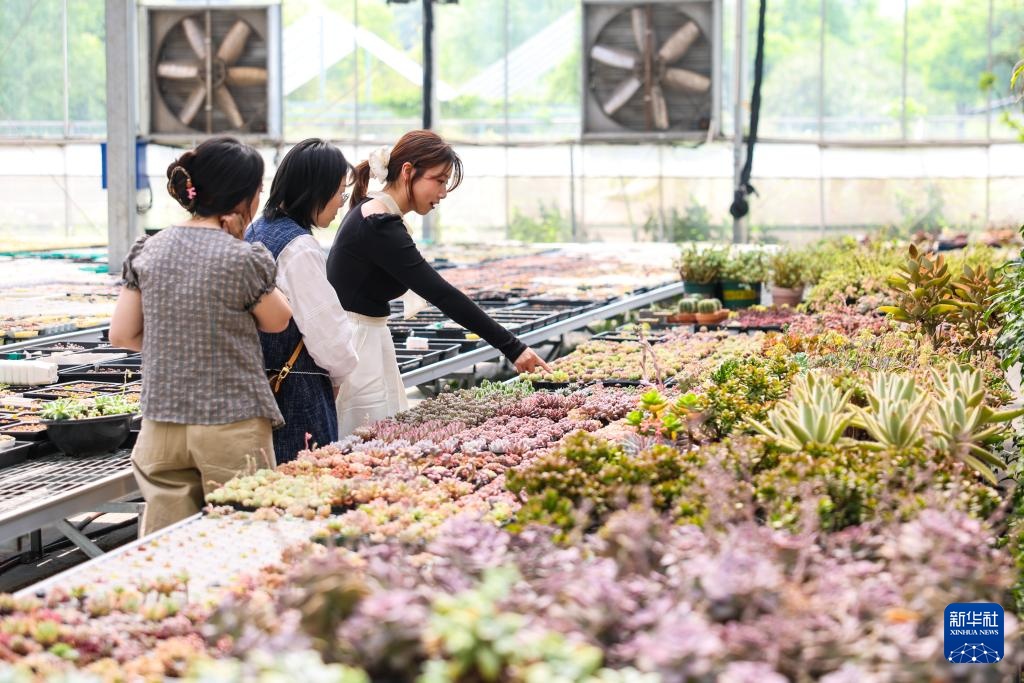 经济大省调研行丨浙江杭州：乡村里火热的“春日经济”
