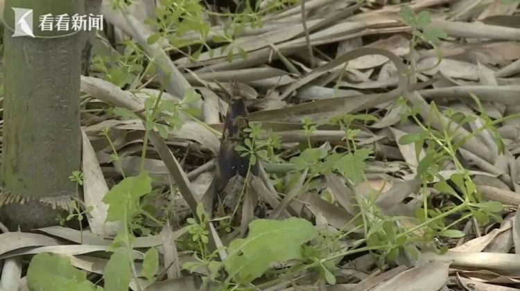 男子偷挖竹笋，鼻腔不慎被戳穿！起诉景区索赔3.6万元……