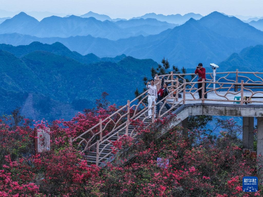 百亩高山杜鹃迎客来