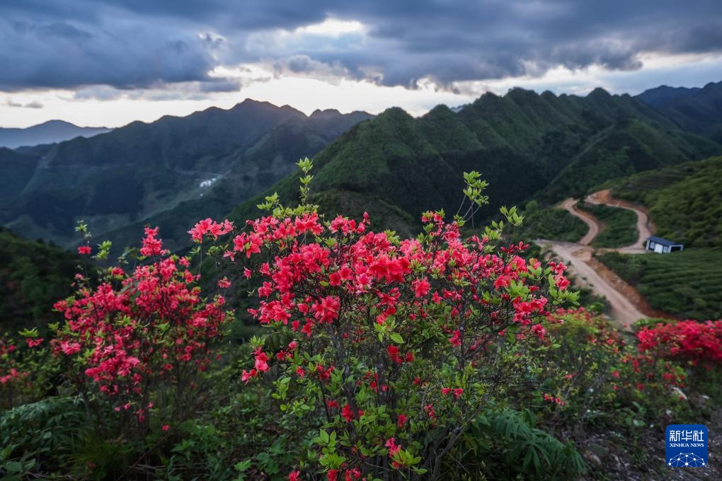 百亩高山杜鹃迎客来