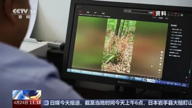 这种草别乱挖，可判刑3年！1人在山上挖了4株，被刑事立案
