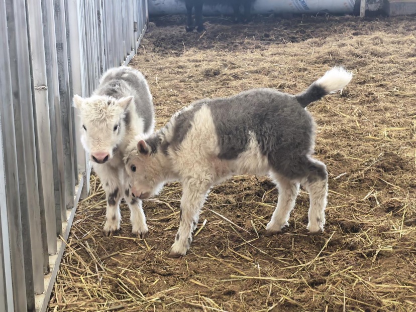 克隆牦牛，来了！