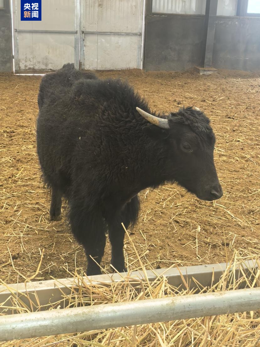 克隆牦牛，来了！