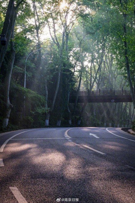 谁懂啊！南京陵园路的春日晨光太治愈了