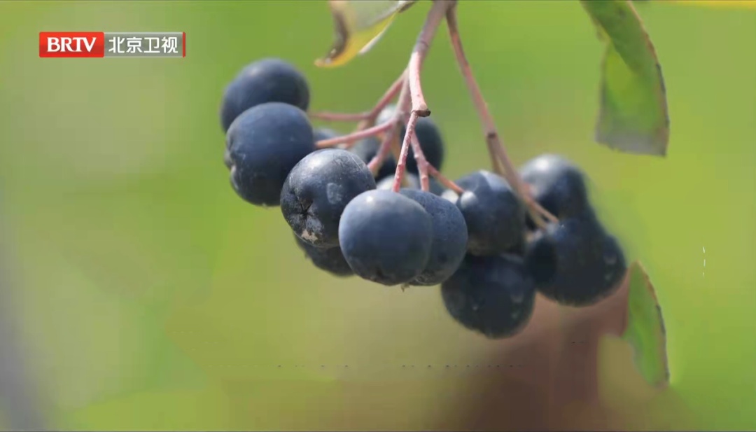 一种春天必吃的“浆果之王”，可能把你送进医院！3个细节，再馋也得注意