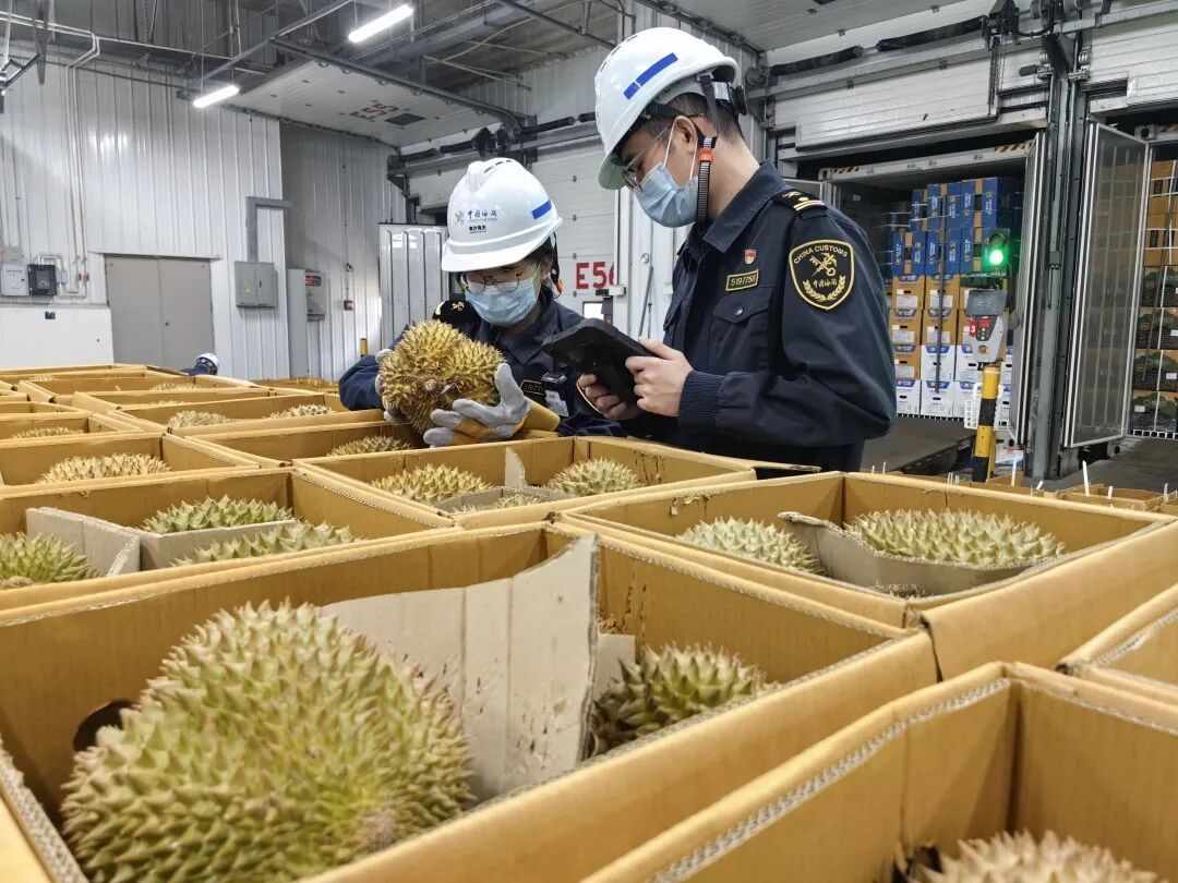 24小时内超6300吨榴莲，运抵广州