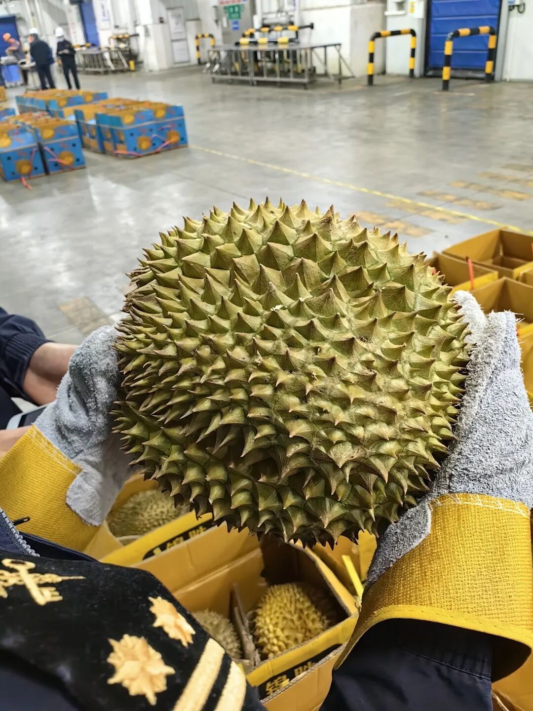 24小时内超6300吨榴莲，运抵广州