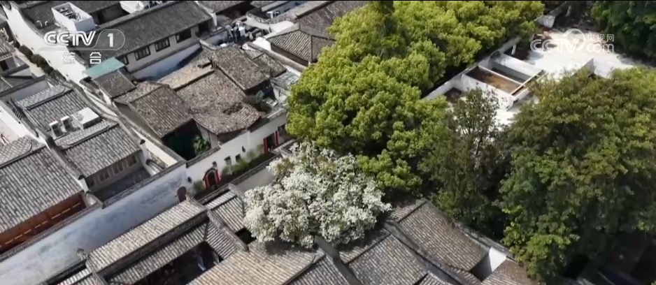 从单纯赏花到为花消费 “赏花经济”串联起文旅消费“芬芳产业链”